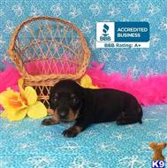 dachshund puppy posted by little paws kennel